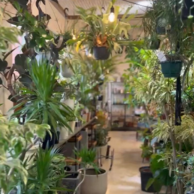 植栽の販売