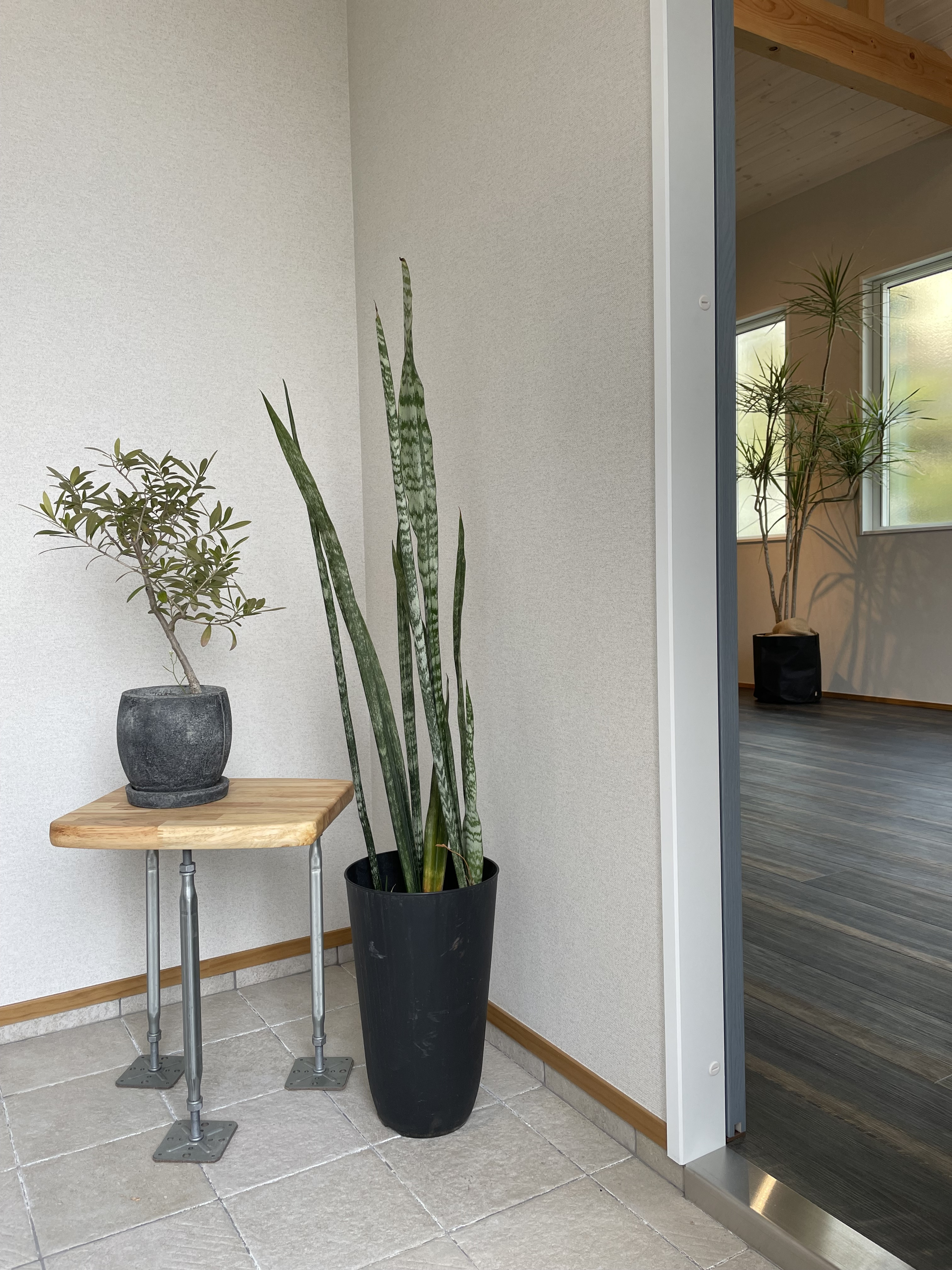 姫路市「植物とともに生活するお部屋」