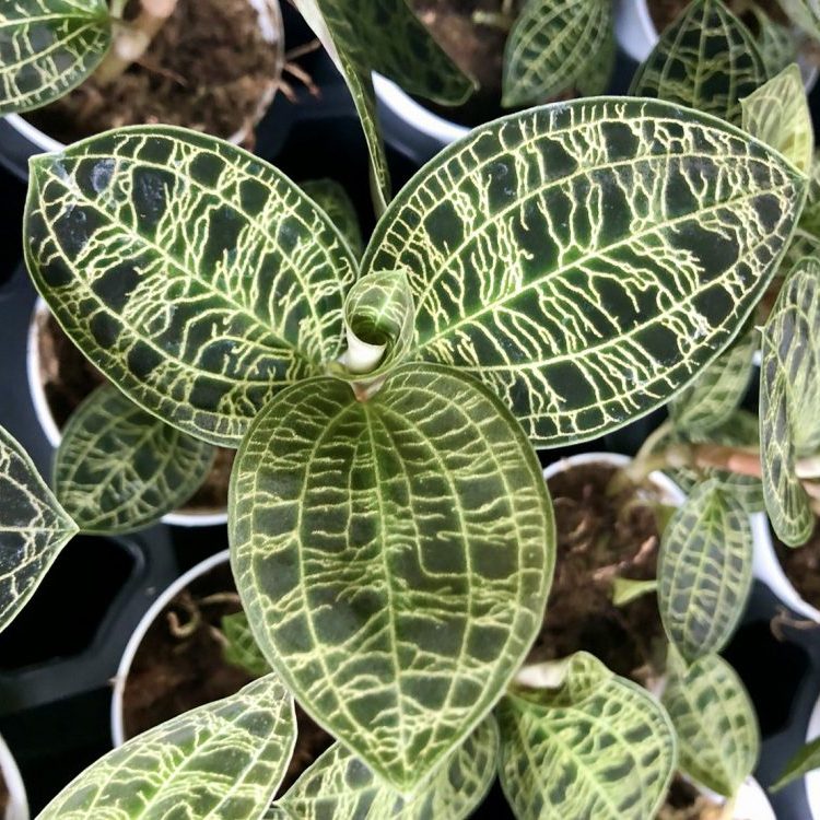 【植物紹介】【観葉】ジュエルオーキッド