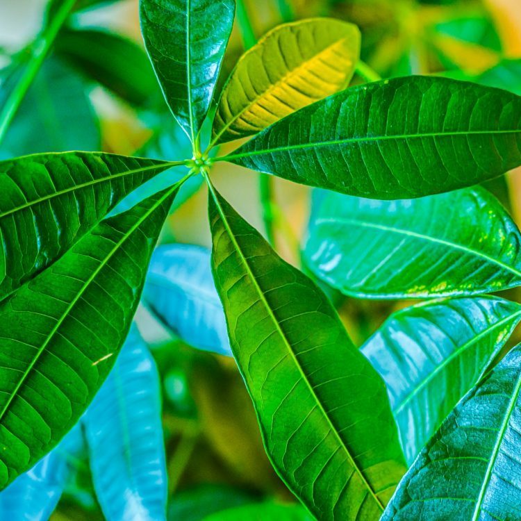 【植物紹介】【贈り物にも！】パキラ